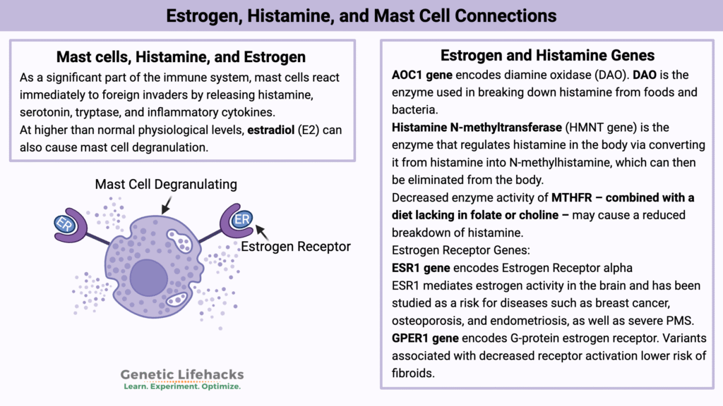 Illustration showing connection between estrogen and histamine