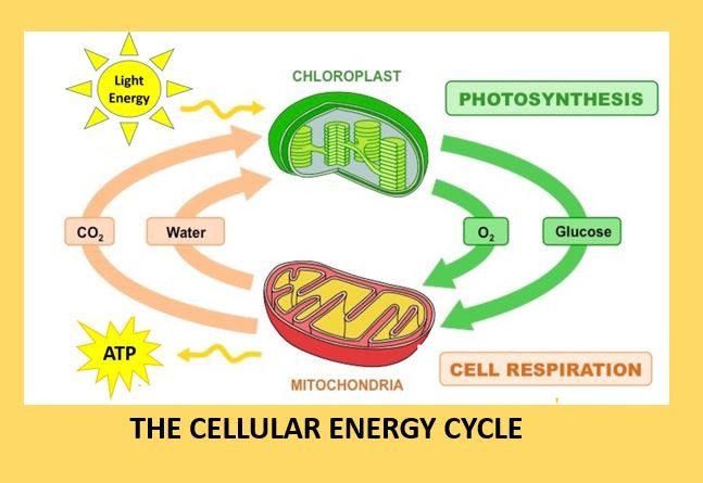 Illustration of mitochondria being repaired by Urolithin A