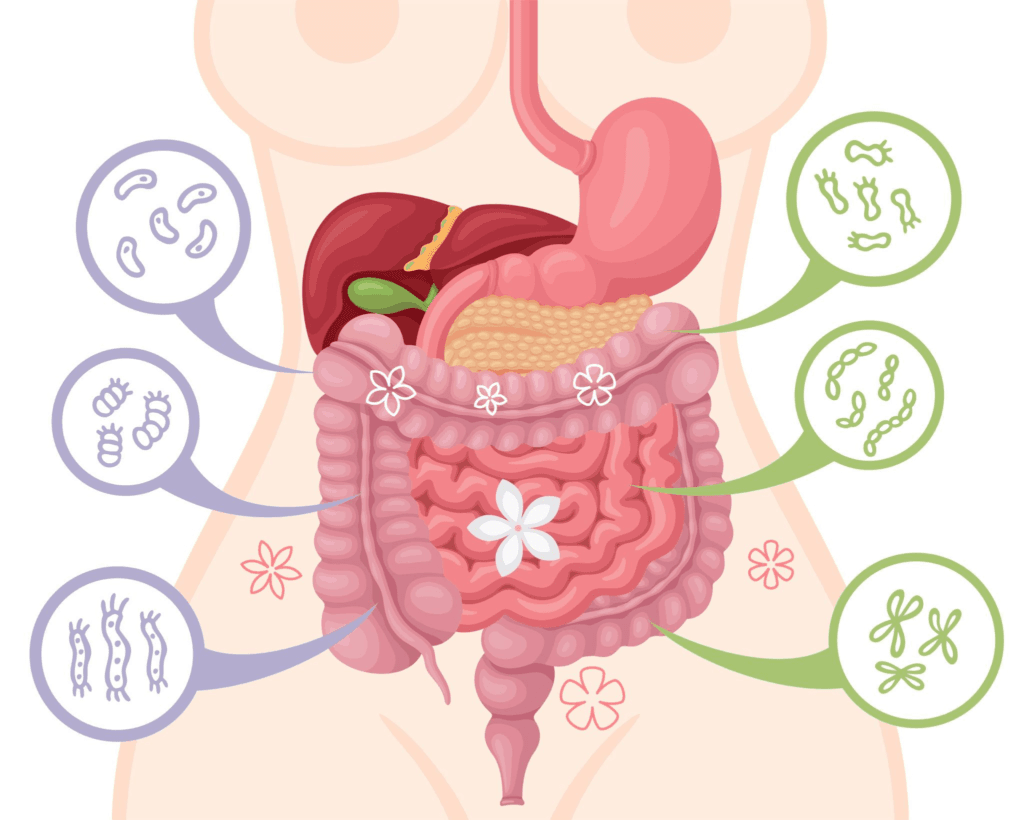 akkermansia for weight loss gut bacteria and metabolism support